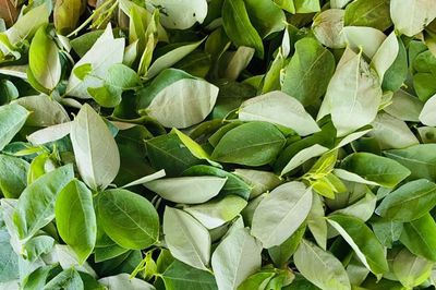 Rau ngót - loại rau giàu đạm bậc nhất, ai nên ăn nhiều?