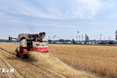 Siêu El Nino có thể gây cú sốc tăng giá lương thực toàn cầu đến năm 2028