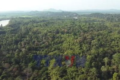 Việt Nam thu 56,5 triệu USD từ chuyển nhượng tín chỉ carbon rừng