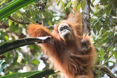 Indonesia thiết lập khu bảo tồn động vật đặc hữu bị đe dọa