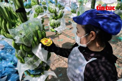 Kiến tạo chuỗi cung ứng - Bài cuối: Công nghệ mở đường