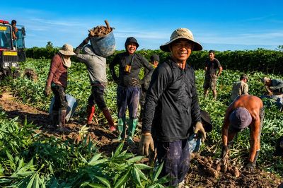 Nhộn nhịp mùa thu hoạch khoai mì trên những cánh đồng Tây Ninh