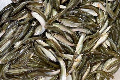 Loài cá nhỏ bé nhưng lại khiến bao thực khách phải mong chờ