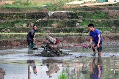 Nhộn nhịp vụ mùa trên vùng cao Tuyên Quang