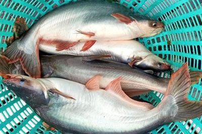 Các loại cá dễ nhầm lẫn trên thị trường: Cách phân biệt để tránh mua sai