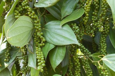 Giá tiêu hôm nay 13/7/2026: Giá trung bình 139.200 đồng/kg, nguồn cung toàn cầu tiếp tục căng