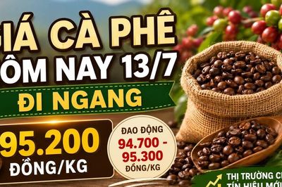 Giá cà phê hôm nay 13/7: Robusta và Arabica cùng đứng giá