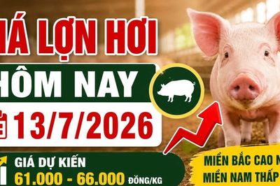 Giá lợn hơi hôm nay 13/7: Thị trường khó tăng mạnh