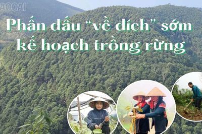 Phấn đấu 'về đích' sớm kế hoạch trồng rừng