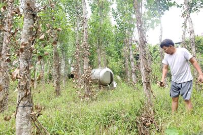 Nam Trạch: Nông dân gặp khó vì tiêu chết hàng loạt