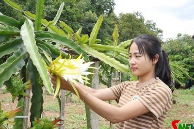 Định hướng đúng, lãnh đạo phát triển kinh tế hiệu quả