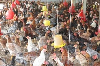 Hộ kinh doanh giết mổ lợn, gà để bán có phải nộp thuế GTGT 1% không?