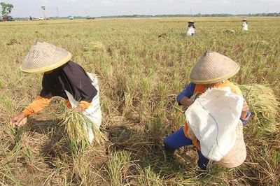 'Siêu El Ninõ' có thể gây cú sốc giá lương thực toàn cầu đến năm 2028