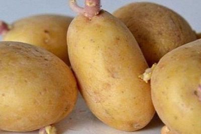 2 loại thực phẩm quen thuộc có thể vẫn còn độc tố sau khi nấu chín, nhiều người chưa biết