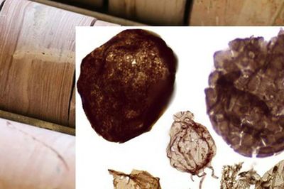 Đào mỏ, loạt sinh vật từ thế giới 1,7 tỉ năm trước lộ diện