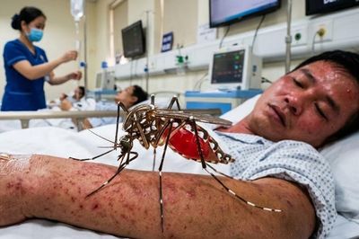 Phân biệt sốt xuất huyết và cúm mùa