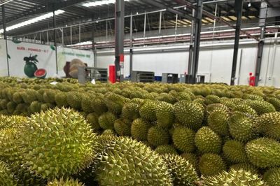 Rút ngắn thời gian cấp mã số vùng trồng, tiêu thụ trong nước 3 ngày, xuất khẩu 10 ngày