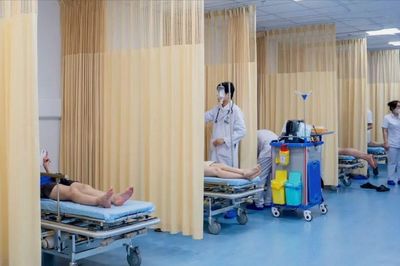Ong vò vẽ tấn công, 8 người nhập viện cấp cứu