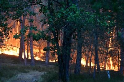 Rừng Fontainebleau chìm trong biển lửa, chính quyền địa phương huy động lực lượng chưa từng có