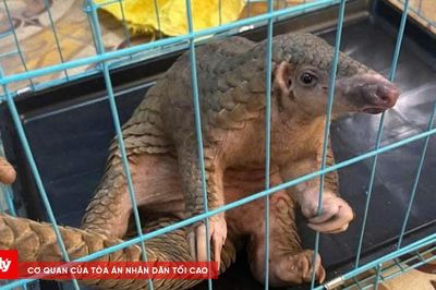 Người dân giao nộp cá thể tê tê Java quý hiếm