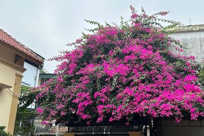 3 anh em xây nhà sát vách, ứng xử của chị dâu học hết lớp 7 khiến cả nhà nể phục