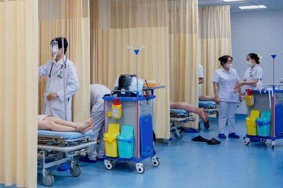 Kịp thời xử trí 8 trường hợp bị ong vò vẽ đốt