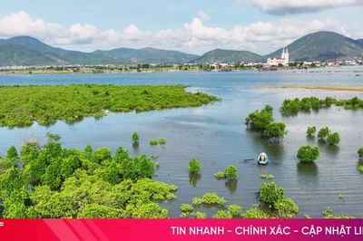 Rừng đước Thiên Cầm - điểm du lịch sinh thái hấp dẫn