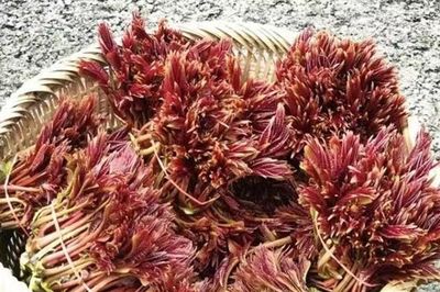 Loại cây quen thuộc ở Việt Nam được nước ngoài 'săn đón', giá tới 800.000 đồng