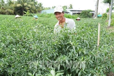 Sắc đỏ ấm no trên vựa ớt lớn nhất Đồng bằng sông Cửu Long