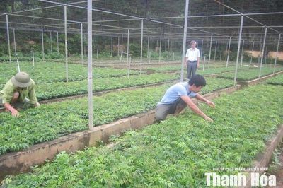 Luận Thành giữ rừng mùa nắng nóng gắn với phát triển kinh tế lâm nghiệp hiệu quả