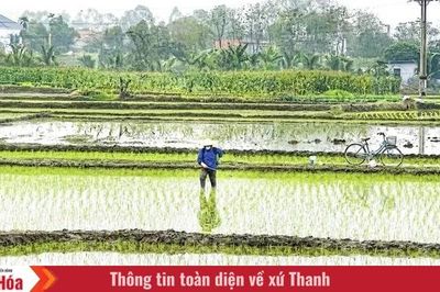 Bổ sung hơn 347 tỷ đồng hỗ trợ 104 xã, phường khôi phục sản xuất nông nghiệp sau thiên tai