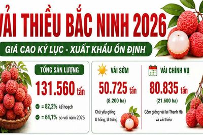 Vụ vải thiều Bắc Ninh năm 2026: Giá cao kỷ lục, xuất khẩu ổn định