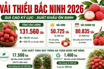 Vụ vải thiều Bắc Ninh năm 2026: Giá cao kỷ lục, xuất khẩu ổn định