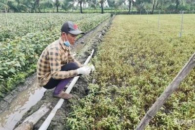 Đồng Tháp: Khẩn trương xác định nguyên nhân cây trồng bị thiệt hại