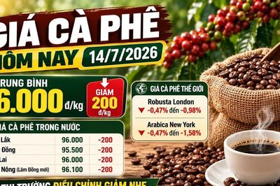 Giá cà phê hôm nay 14/7: Giảm nhẹ còn 96.000 đồng/kg