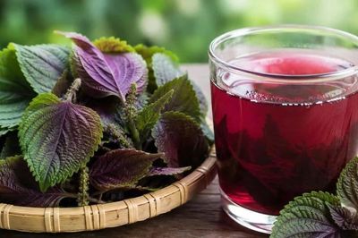 Uống nước lá tía tô thế nào cho đúng?