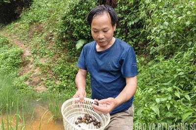 Nuôi ốc nhồi: Mô hình mới triển vọng cao