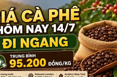 Giá cà phê hôm nay 14/7 chưa biến động sau nhịp giảm mạnh