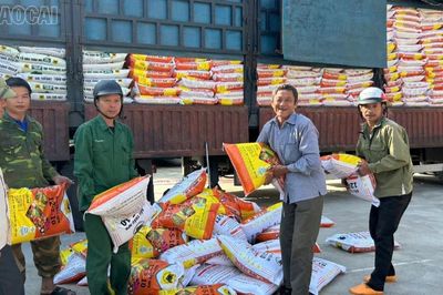 Phân bón đồng loạt giảm giá, tạo điều kiện cho nông dân thâm canh