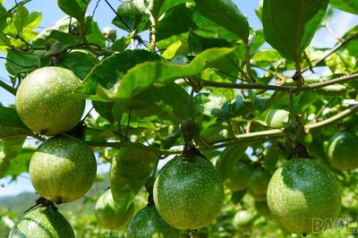 Xã Bắc Hà kiểm tra mô hình trồng chanh leo vàng thuộc Chương trình mục tiêu quốc gia giảm nghèo bền vững