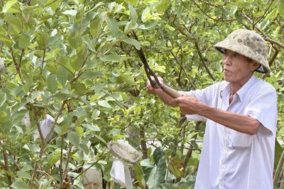 Vườn mẫu, điểm nhấn trong xây dựng nông thôn mới ở Trường Phú