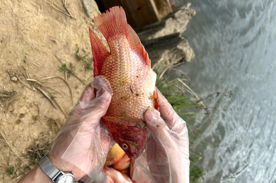 Chưa phát hiện tác nhân gây bệnh trên các mẫu cá chết ở sông Hiếu