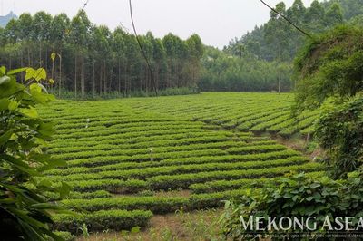 Xuất khẩu chè sang Malaysia tiếp tục xu hướng tăng