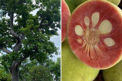 Có nên trồng cây chay trước nhà?