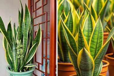 Có nên trồng cây Lưỡi Hổ trước nhà?