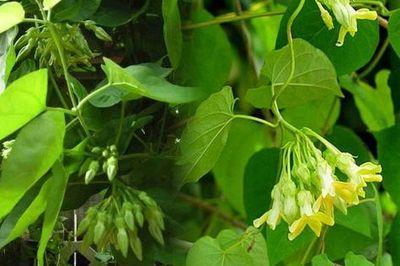 Có nên trồng giàn hoa Thiên Lý trước nhà?