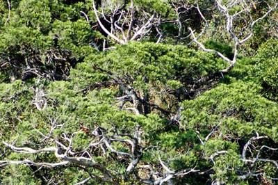 VQG Phong Nha - Kẻ Bàng ban hành phương án mới về quản lý, bảo vệ quần thể Bách xanh núi đá