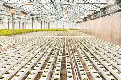 GreenSpring: Công nghệ dinh dưỡng mới giúp tối ưu phát triển bộ rễ cây trồng