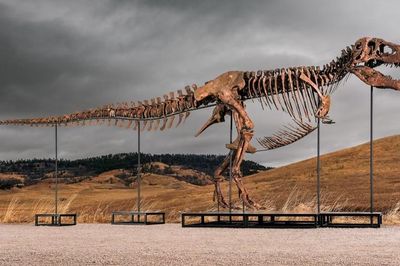 Hóa thạch T. rex đắt giá nhất thế giới lập kỷ lục đấu giá hơn 50 triệu USD