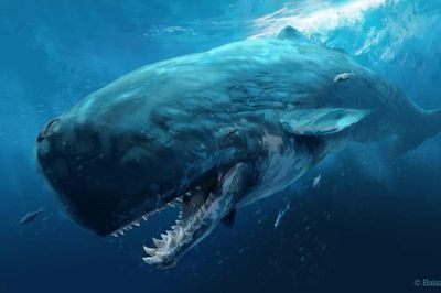Livyatan- Quái vật biển từng khiến siêu cá mập Megalodon cũng phải dè chừng